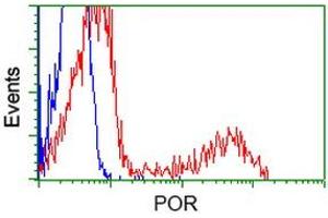 Image no. 18 for anti-P450 (Cytochrome) Oxidoreductase (POR) antibody (ABIN1497746) (POR 抗体)