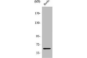 Western Blot analysis of HuvEc cells using ZNF329 Polyclonal Antibody (ZNF329 抗体  (Internal Region))