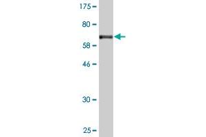 Western Blot detection against Immunogen (70. (TEX28 抗体  (AA 1-410))