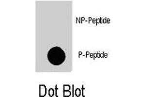 Dot blot analysis of MAP4K4 (phospho S629) polyclonal antibody  on nitrocellulose membrane. (MAP4K4 抗体  (pSer629))