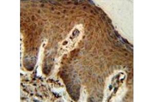Immunohistochemistry analysis in human skin (Formalin-fixed, Paraffin-embedded) using Parathymosin / PTMS  Antibody  (C-term), followed by peroxidase conjugated secondary antibody and DAB staining. (Parathymosin 抗体  (C-Term))
