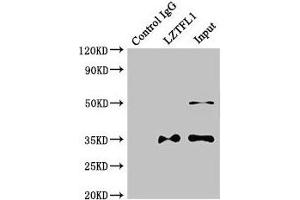 Immunoprecipitating LZTFL1 in HepG2 whole cell lysate Lane 1: Rabbit control IgG instead of (1 μg) instead of ABIN7158030 in HepG2 whole cell lysate. (LZTFL1 抗体  (AA 116-299))