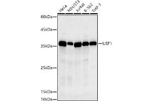 Western blot analysis of extracts of various cell lines, using USF1 antibody (ABIN7271229) at 1:500 dilution. (USF1 抗体)