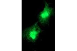 Immunofluorescence (IF) image for anti-Deoxythymidylate Kinase (Thymidylate Kinase) (DTYMK) antibody (ABIN1497922) (DTYMK 抗体)