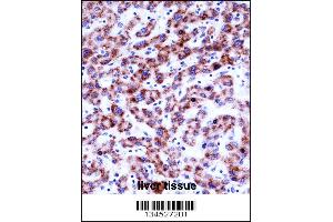 SIGLEC8 Antibody immunohistochemistry analysis in formalin fixed and paraffin embedded human liver tissue followed by peroxidase conjugation of the secondary antibody and DAB staining. (SIGLEC8 抗体  (N-Term))