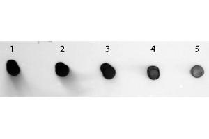 Dot Blot of Sheep anti-Human IgG Antibody Alkaline Phosphatase Conjugated. (绵羊 anti-人 IgG (Heavy & Light Chain) Antibody (Alkaline Phosphatase (AP)) - Preadsorbed)