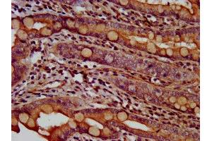 IHC image of ABIN7144304 diluted at 1:600 and staining in paraffin-embedded human small intestine tissue performed on a Leica BondTM system. (Anoctamin 2 抗体  (AA 1-83))