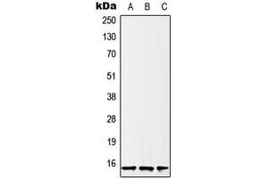 Western blot analysis of Histone H2B expression in U2OS (A), HeLa (B), A431 (C) whole cell lysates. (Histone H2B 抗体  (N-Term))
