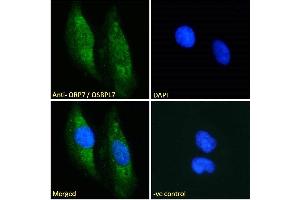 OSBPL7 抗体  (C-Term)