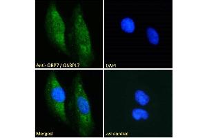 (ABIN185119) Immunofluorescence analysis of paraformaldehyde fixed HeLa cells, permeabilized with 0. (OSBPL7 抗体  (C-Term))
