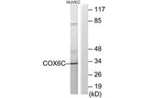 Western blot analysis of extracts from HuvEc cells, using COX6C Antibody. (COX6C 抗体  (AA 11-60))
