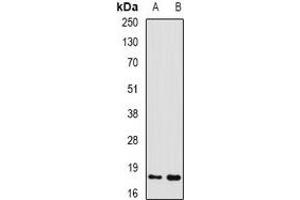 Western blot analysis of GADD45 alpha expression in mouse liver (A), mouse kidney (B) whole cell lysates.