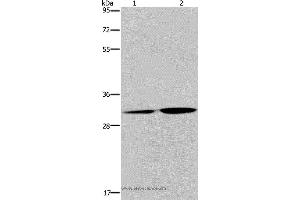 Western blot analysis of HT-29 cell and human placenta tissue, using DNASE1L3 Polyclonal Antibody at dilution of 1:450 (DNASE1L3 抗体)
