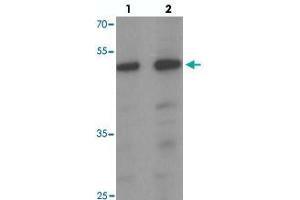 Western blot analysis of SAMSN1 in HeLa cell lysate with SAMSN1 polyclonal antibody  at (1) 0. (SAMSN1 抗体  (C-Term))