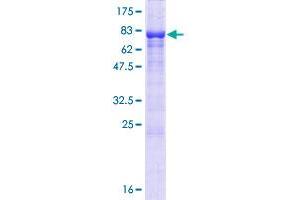 KIAA0494 Protein (AA 1-495) (GST tag)