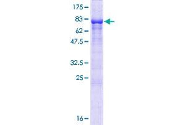 KIAA0494 Protein (AA 1-495) (GST tag)