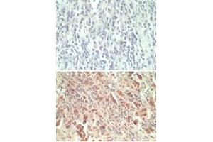 Image no. 1 for anti-G Protein-Coupled Receptor 18 (GPR18) (AA 1-50) antibody (ABIN960190) (GPR18 抗体  (AA 1-50))