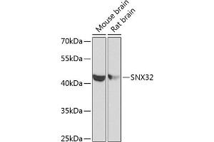 Western blot analysis of extracts of various cell lines, using SNX32 antibody (ABIN6133108, ABIN6148251, ABIN6148252 and ABIN6224028) at 1:1000 dilution. (SNX32 抗体  (AA 144-403))