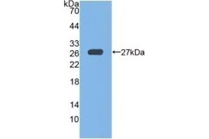 Detection of Recombinant GPX6, Mouse using Polyclonal Antibody to Glutathione Peroxidase 6, Olfactory (GPX6) (Glutathione Peroxidase 6 抗体  (AA 20-221))
