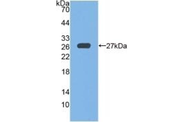 Glutathione Peroxidase 6 抗体  (AA 20-221)