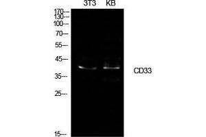 Western Blot (WB) analysis of NIH-3T3, KB cells using CD33 Polyclonal Antibody. (CD33 抗体  (Internal Region))