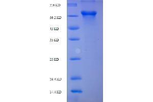 PLBD2 Protein (AA 36-585) (His-SUMO Tag)