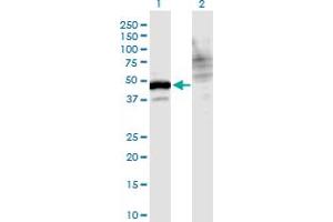 Western Blot analysis of WDR73 expression in transfected 293T cell line by WDR73 monoclonal antibody (M06), clone 4A6. (WDR73 抗体  (AA 1-378))