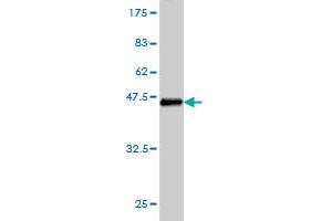 Western Blotting (WB) image for anti-Coronin, Actin Binding Protein, 1A (CORO1A) (AA 360-461) antibody (ABIN564843)