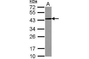 WB Image Sample (30 ug of whole cell lysate) A: K562 12% SDS PAGE antibody diluted at 1:1000 (CD82 抗体  (C-Term))