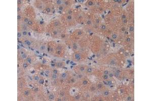 #VALUE! (EIF4A1 抗体  (AA 1-271))