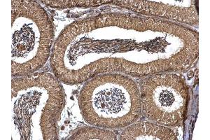 IHC-P Image PEX19 antibody detects PEX19 protein at cytosol on mouse testis by immunohistochemical analysis. (PEX19 抗体)