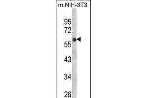 Western blot analysis of GDF10 Antibody (Center) (ABIN650696 and ABIN2839132) in NIH-3T3 cell line lysates (35 μg/lane). (GDF10 抗体  (AA 317-344))