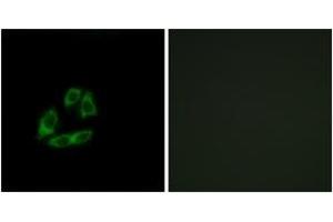 Immunofluorescence analysis of A549 cells, using ARFIP1 Antibody. (ARFIP1 抗体  (AA 271-320))