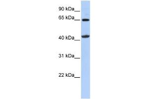 WB Suggested Anti-GATM Antibody Titration:  0. (GATM 抗体  (Middle Region))