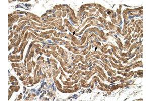 Image no. 1 for anti-ATP Synthase, H+ Transporting, Mitochondrial F1 Complex, beta Polypeptide (ATP5B) (AA 131-180) antibody (ABIN321395)