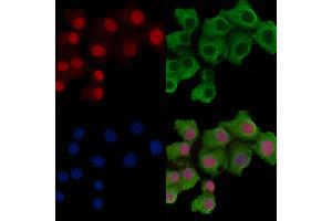 Histone H3 Antibody staining Hela cells by IF/ICC. (Histone 3 抗体)