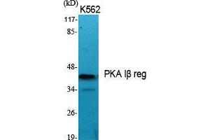 Western Blot (WB) analysis of specific cells using PKA Ibeta reg Polyclonal Antibody. (PKA Ibeta Reg (Internal Region) 抗体)