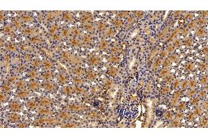 Detection of a1AT in Mouse Kidney Tissue using Polyclonal Antibody to Alpha-1-Antitrypsin (a1AT) (SERPINA1 抗体  (AA 25-413))