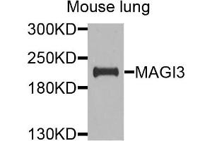 Western blot analysis of extracts of mouse lung cells, using MAGI3 antibody. (MAGI3 抗体)