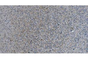 IHC analysis of MAG using anti-MAG antibody (ABIN7601399).