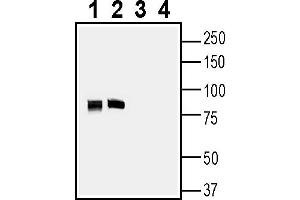 anti-Synaptic Vesicle Glycoprotein 2A (SV2A) (AA 109-123), (Intracellular) antibody