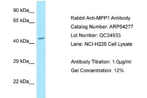 Western Blotting (WB) image for anti-Membrane Protein, Palmitoylated 1, 55kDa (MPP1) (N-Term) antibody (ABIN2789786) (MPP1 抗体  (N-Term))