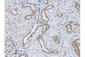 Immunohistochemistry of paraffin-embedded rat kidney using ITGAV antibody. (CD51 抗体  (C-Term))