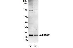 Western Blotting (WB) image for anti-Exosome Component 1 (EXOSC1) (AA 145-195) antibody (ABIN7449728) (EXOSC1 抗体  (AA 145-195))