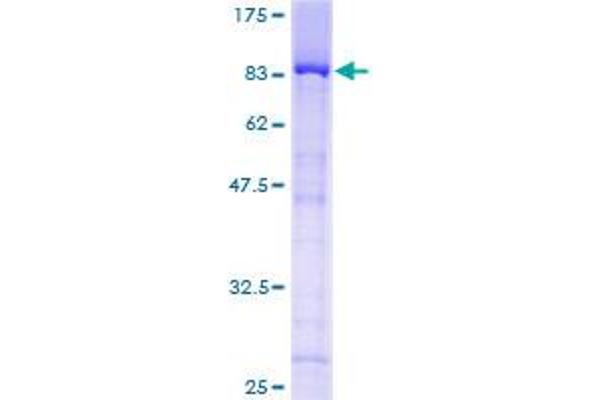 TULP3 Protein (AA 1-442) (GST tag)