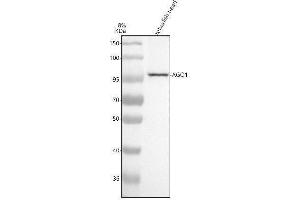 Western blot analysis of AGO1 using anti-AGO1 antibody (AZK4I6K9).