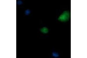 Image no. 1 for anti-Kinesin Family Member 25 (KIF25) antibody (ABIN1499040)