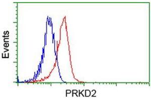 Image no. 1 for anti-Protein Kinase D2 (PKD2) antibody (ABIN1500410) (PKD2 抗体)