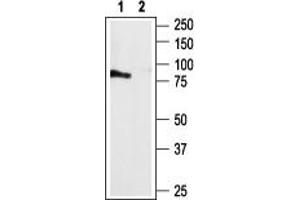 Western blot analysis of rat brain membranes: - 1.