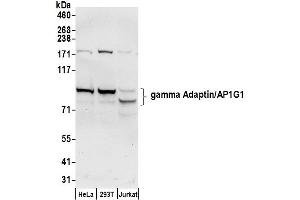 Western Blotting (WB) image for anti-Adaptor-Related Protein Complex 1, gamma 1 Subunit (AP1G1) (AA 1-50) antibody (ABIN7450267)